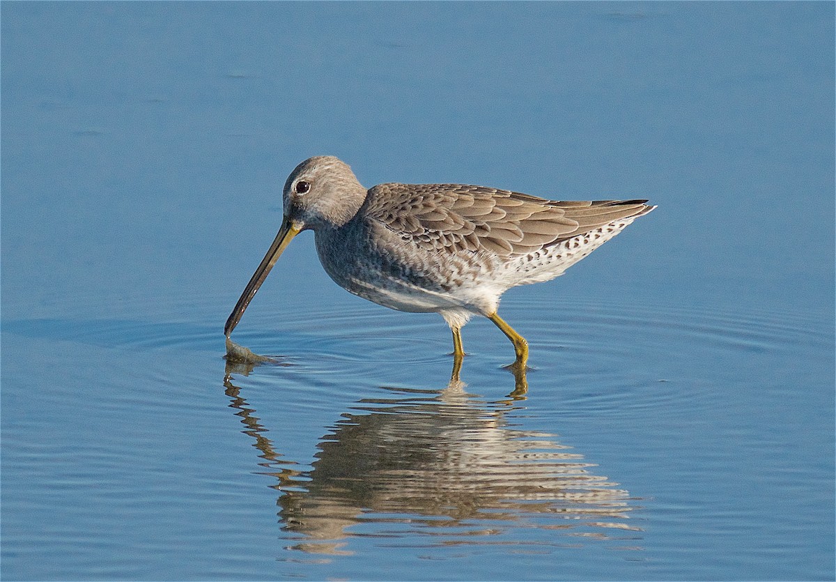 Long-billed Dowitcher - ML73083101