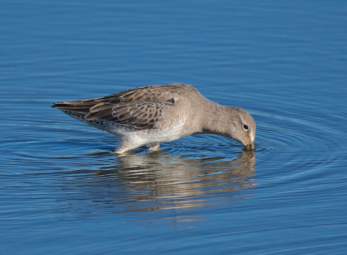 Long-billed Dowitcher - ML73083111