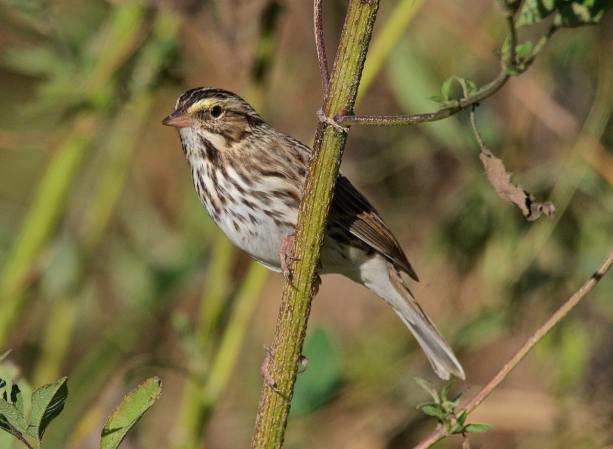 Savannah Sparrow - ML73083191
