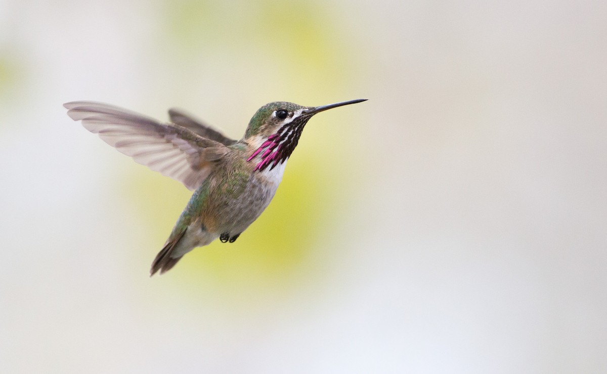 Calliope Hummingbird - Darren Clark