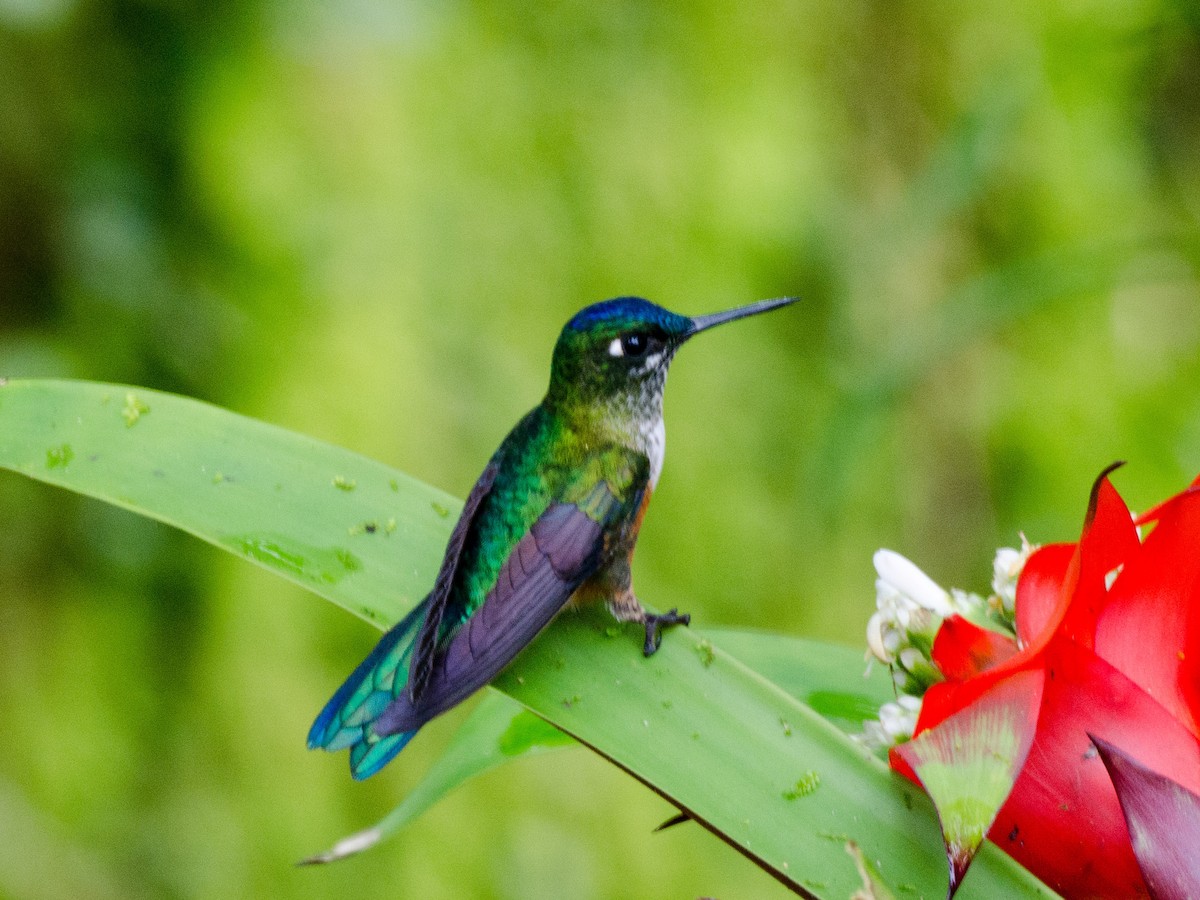 Violet-tailed Sylph - Bob Hasenick