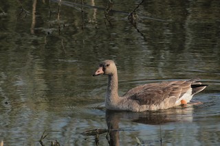 Greater White-fronted Goose, ML73087721