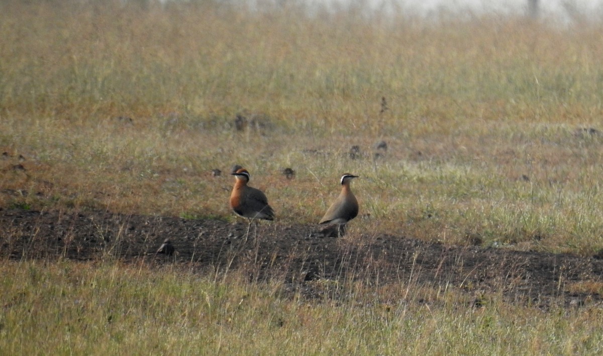 Indian Courser - ML73090911