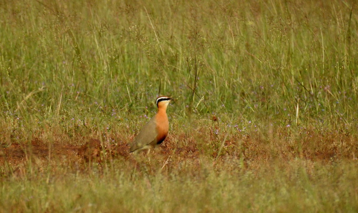 Indian Courser - ML73090921