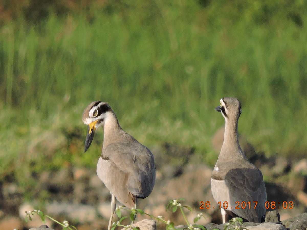 Great Thick-knee - Viral Patel
