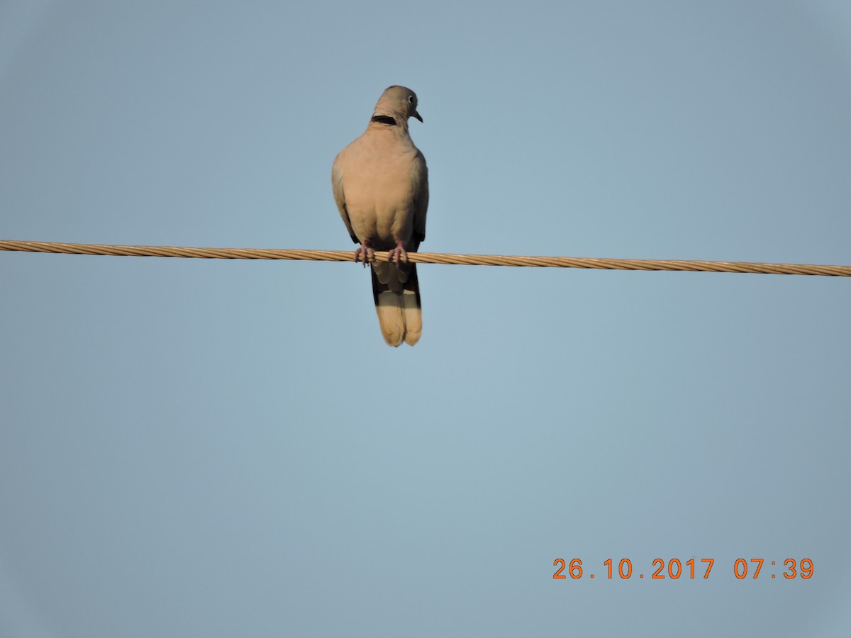 Eurasian Collared-Dove - Viral Patel
