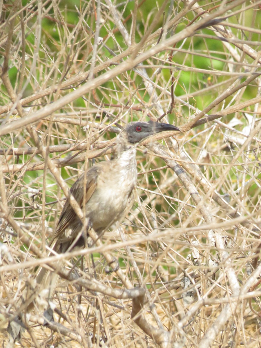 Silver-crowned Friarbird - Kevin Hannah