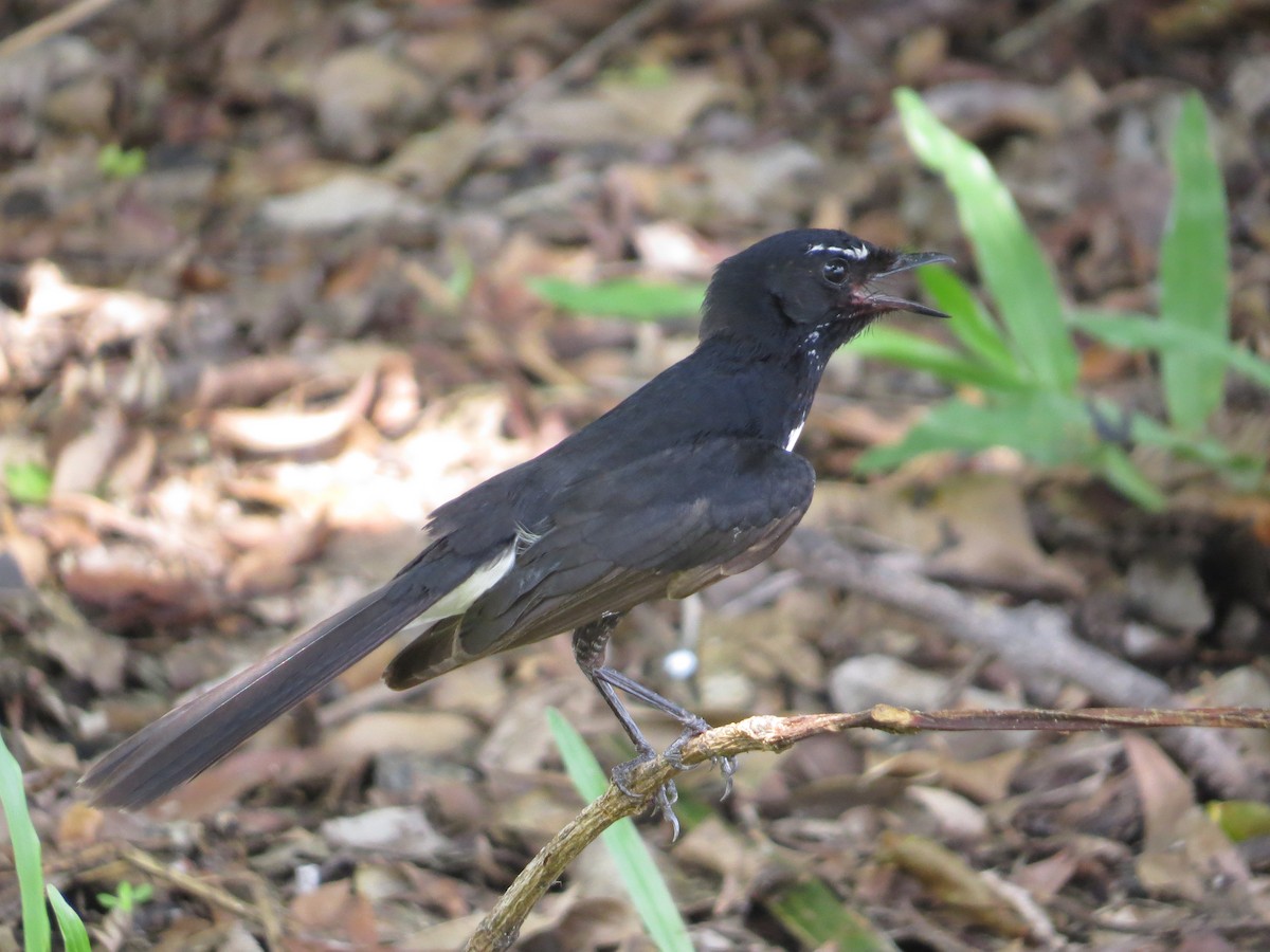 Willie-wagtail - ML73093721