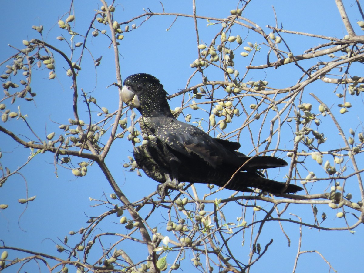 Red-tailed Black-Cockatoo - Kevin Hannah