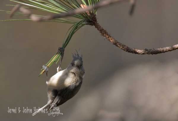 Gray-crested Tit - ML730939
