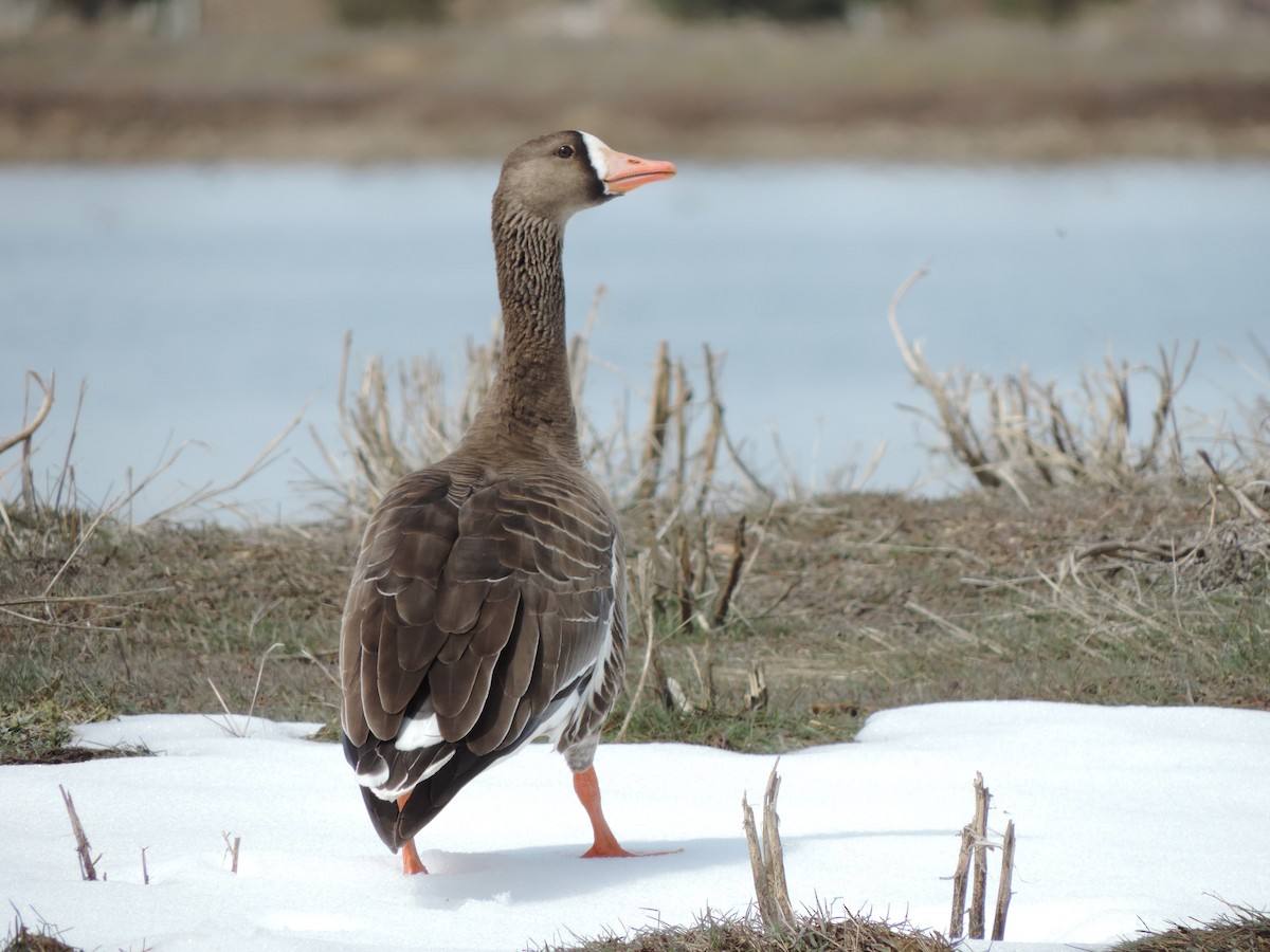 Greater White-fronted Goose - Cheri & Rich Phillips