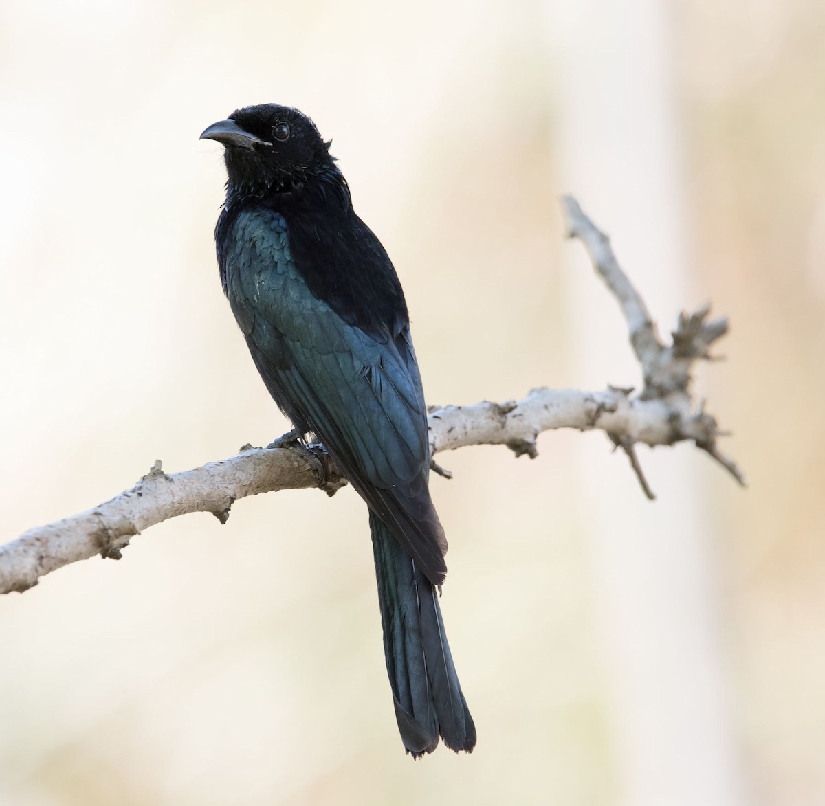 Hair-crested Drongo - ML73097551