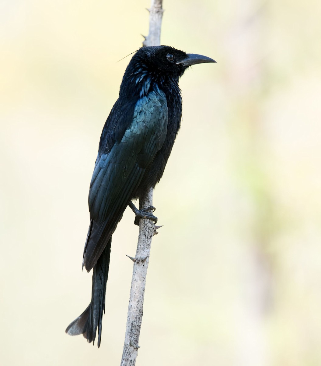 Hair-crested Drongo - ML73097561