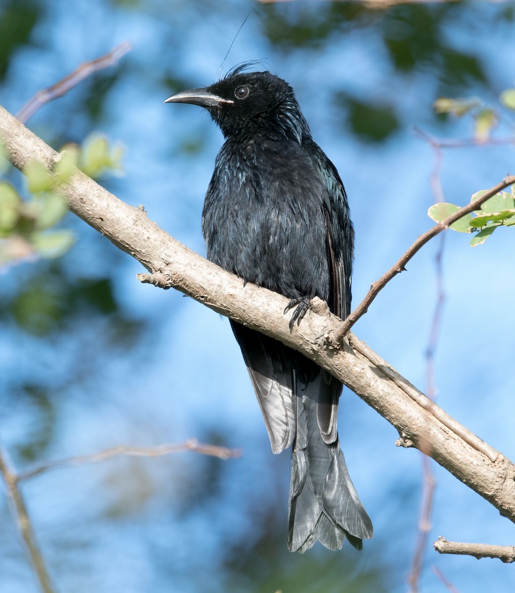 Hair-crested Drongo - ML73097591