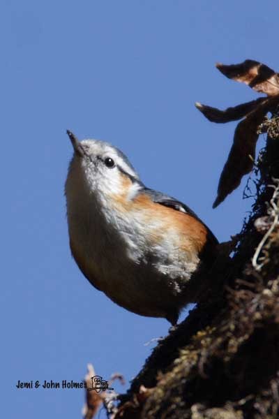 White-browed Nuthatch - ML730990