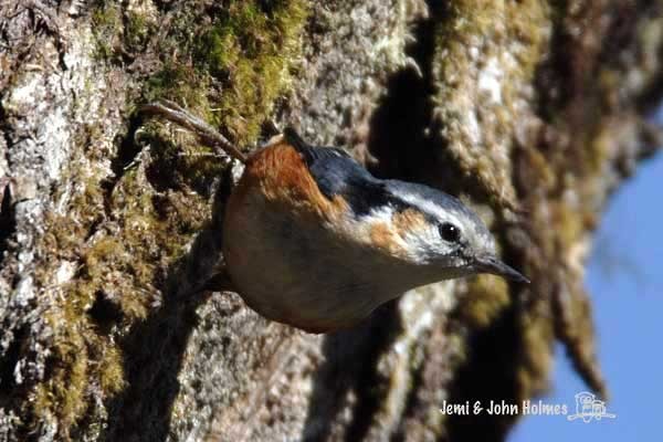 White-browed Nuthatch - ML730991