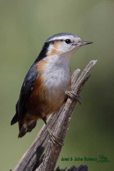 White-browed Nuthatch - ML730992