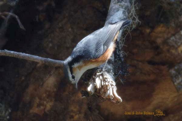 White-browed Nuthatch - John and Jemi Holmes