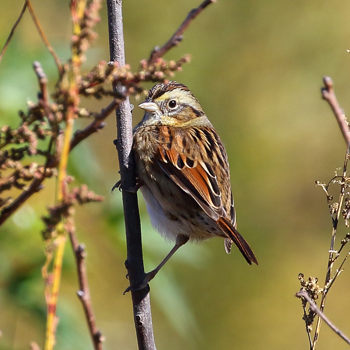 Swamp Sparrow - Dan Vickers