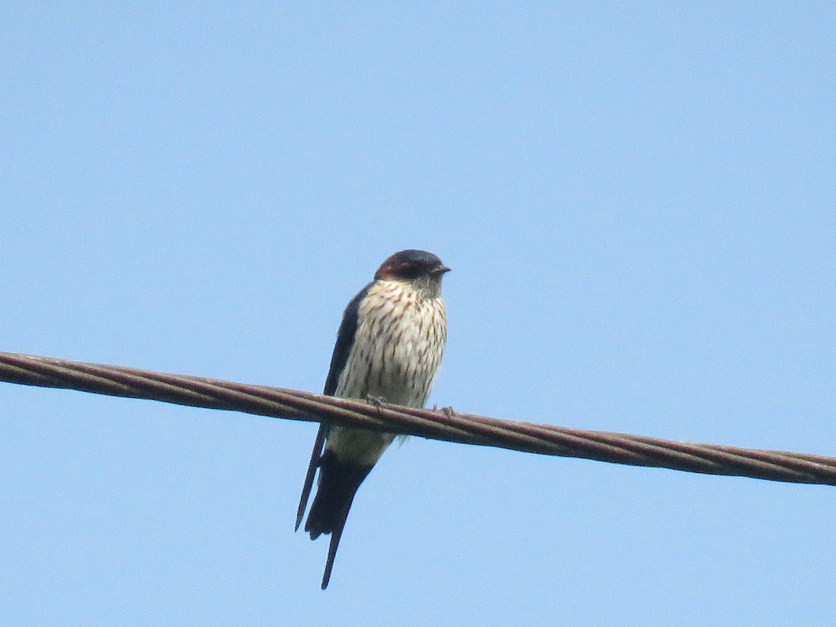 Striated Swallow - ML73099771