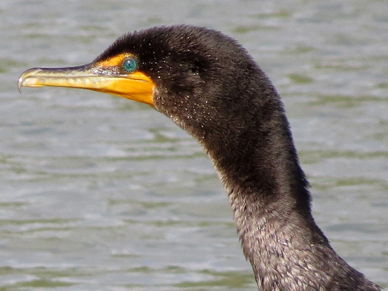 Double-crested Cormorant - wendy wright