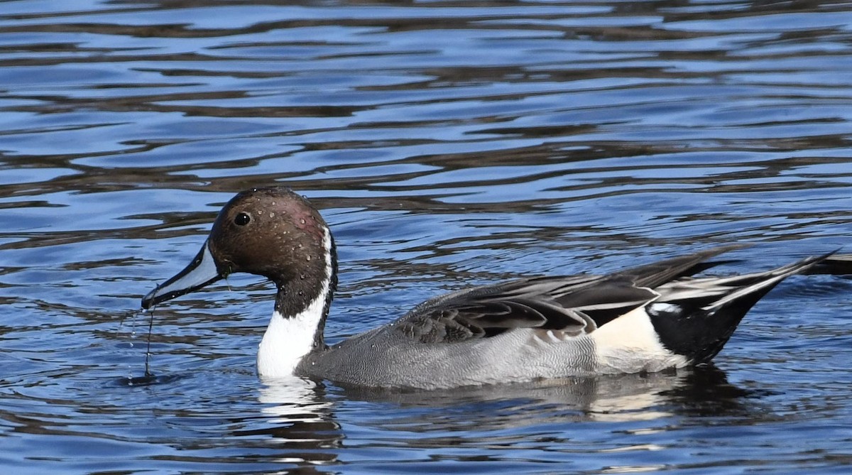 Northern Pintail - Barry Blust
