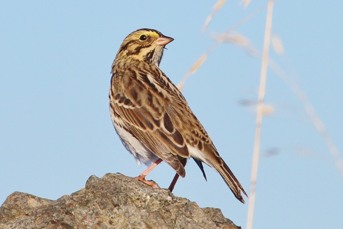Savannah Sparrow - ML73102181