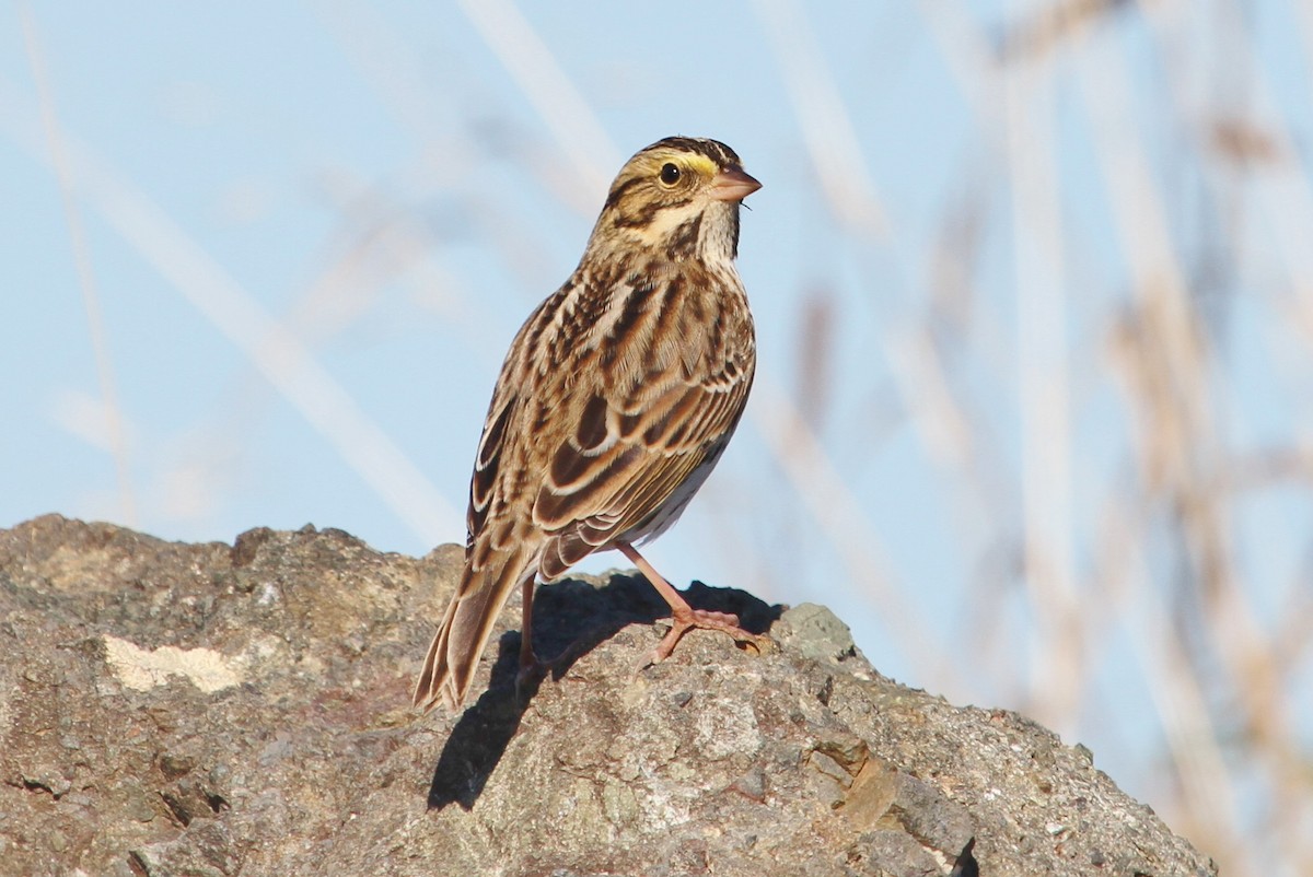Savannah Sparrow - ML73102191