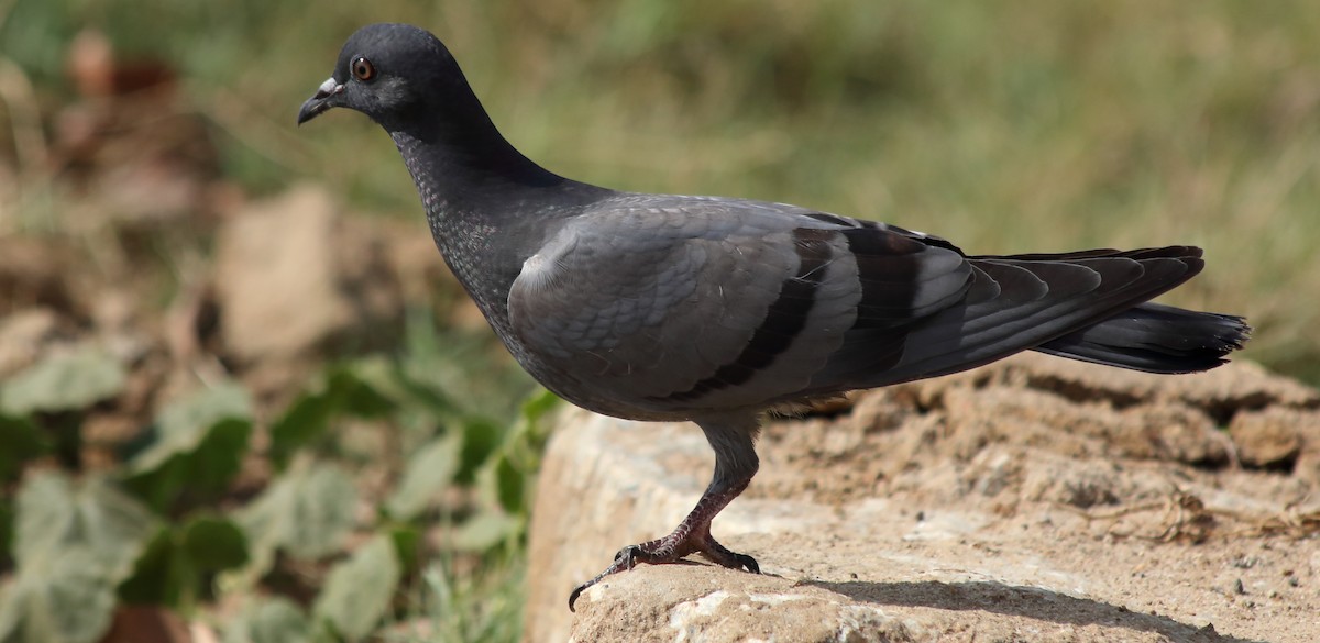 Rock Pigeon (Feral Pigeon) - Rahul  Singh
