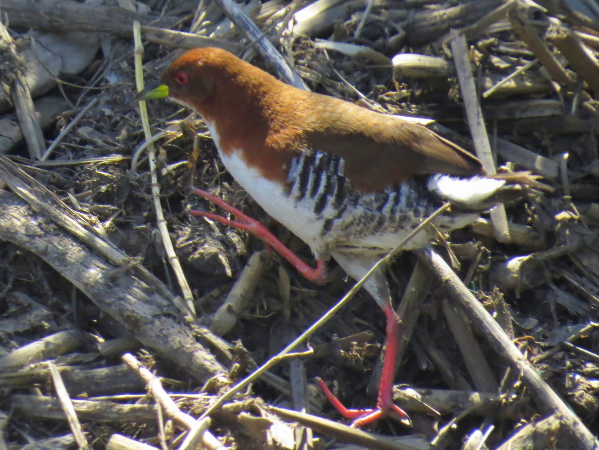 Red-and-white Crake - Carlos Crocce
