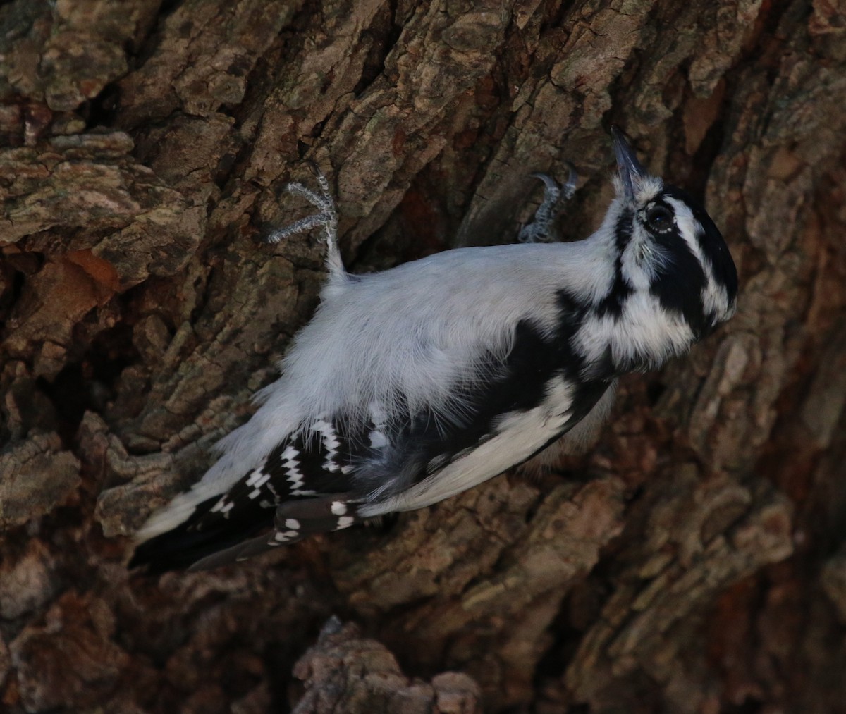 Downy Woodpecker (Eastern) - Jacob C. Cooper