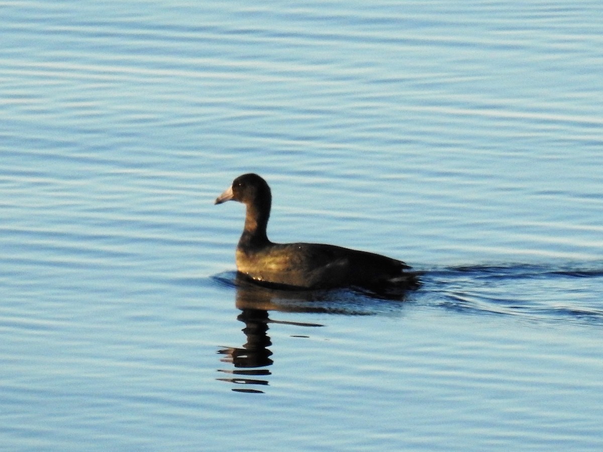American Coot - Shelby McNemar