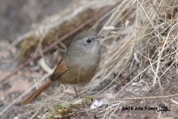 Rufous-tailed Babbler - ML731049