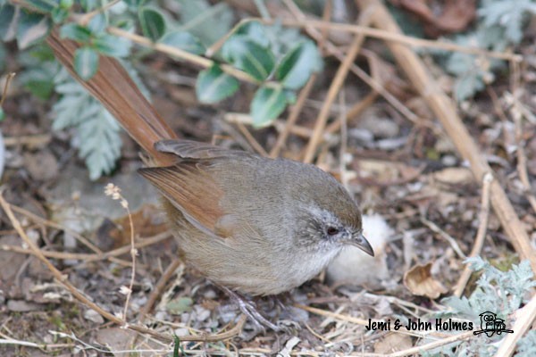 Rufous-tailed Babbler - ML731050