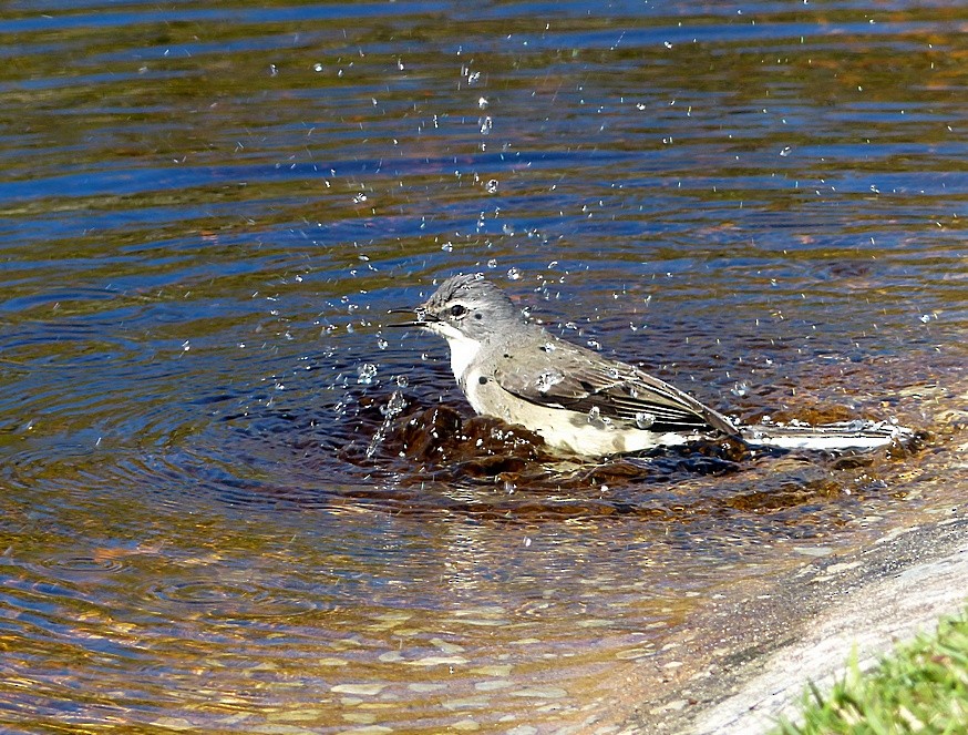 Cape Wagtail - Sharon Kennedy