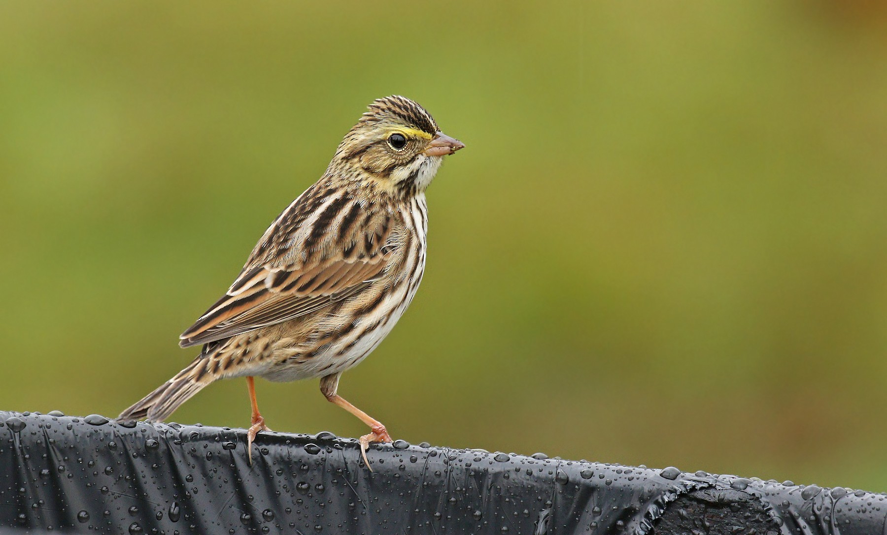 サバンナシトド Sandwichensis グループ Ebird