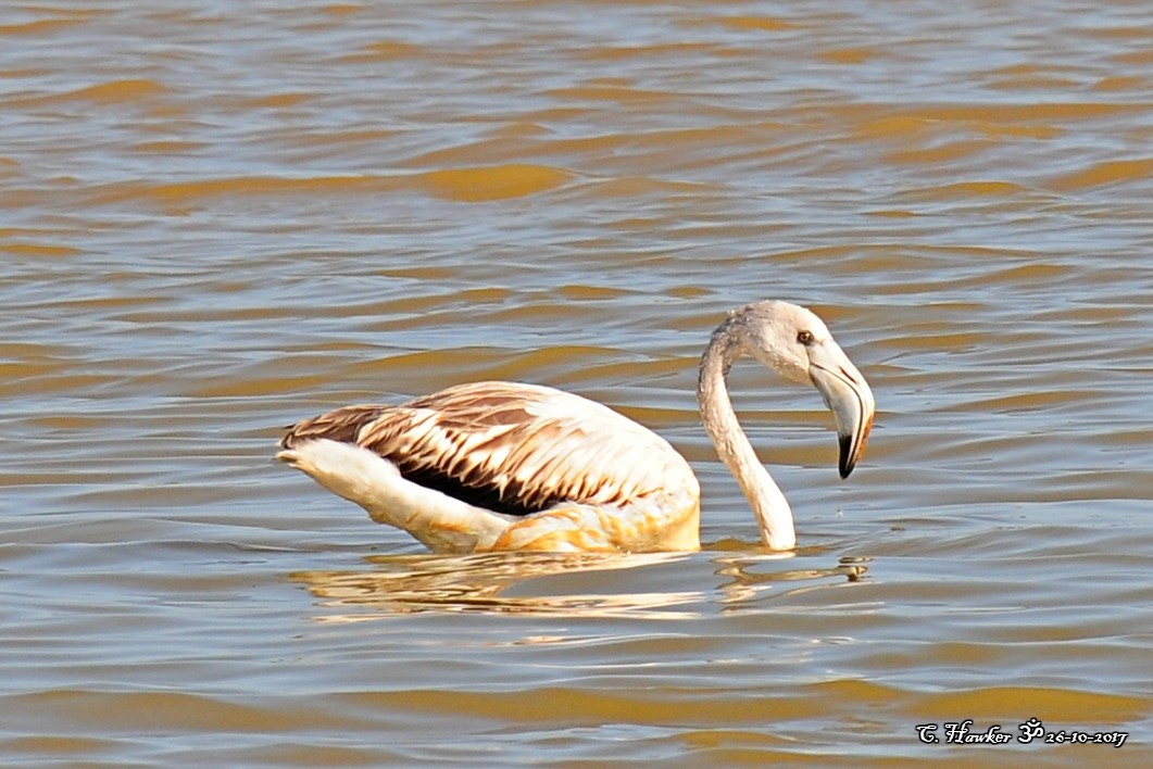 Greater Flamingo - ML73108791