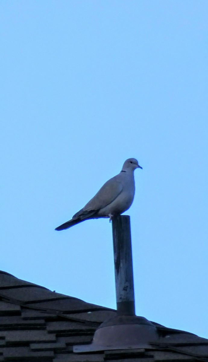 Eurasian Collared-Dove - ML73109711
