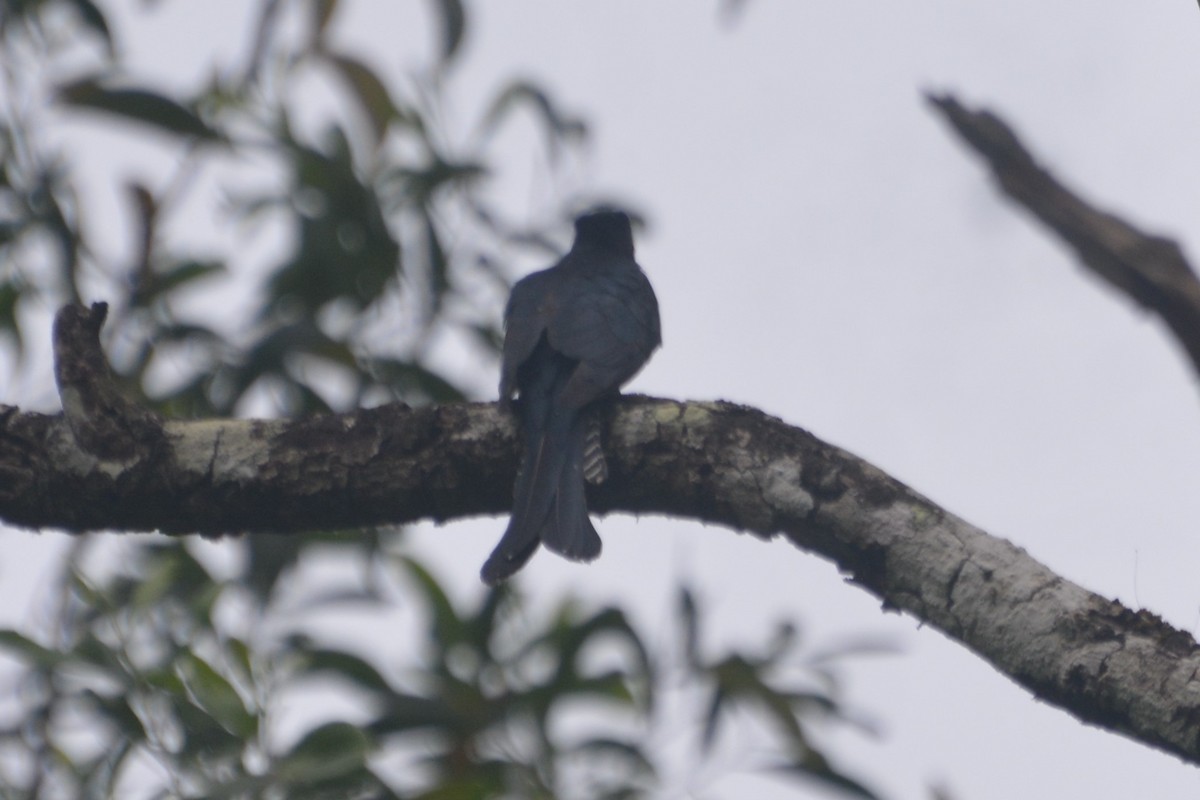 Fork-tailed Drongo-Cuckoo - Dr George P J