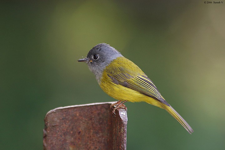 Gray-headed Canary-Flycatcher - ML731104