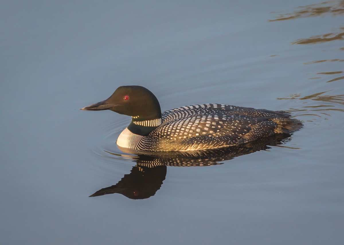 Common Loon - Jim Hoover