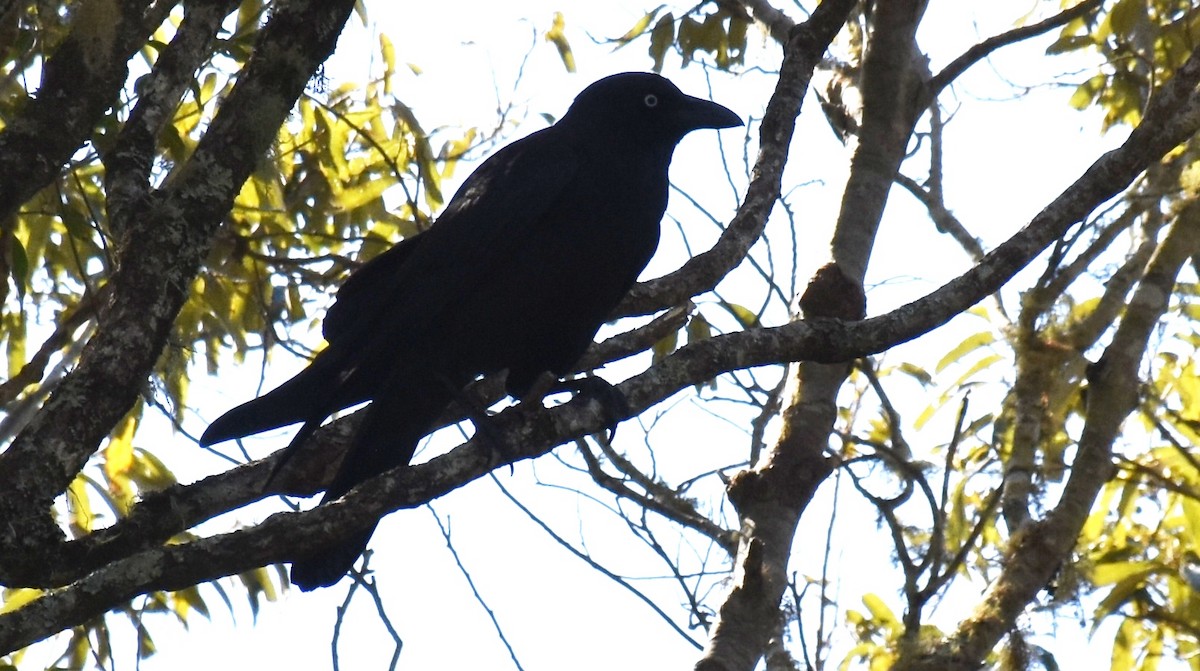 Torresian Crow - ML73114691