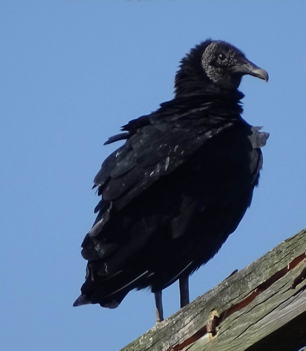 Black Vulture - Karen & Tom Beatty