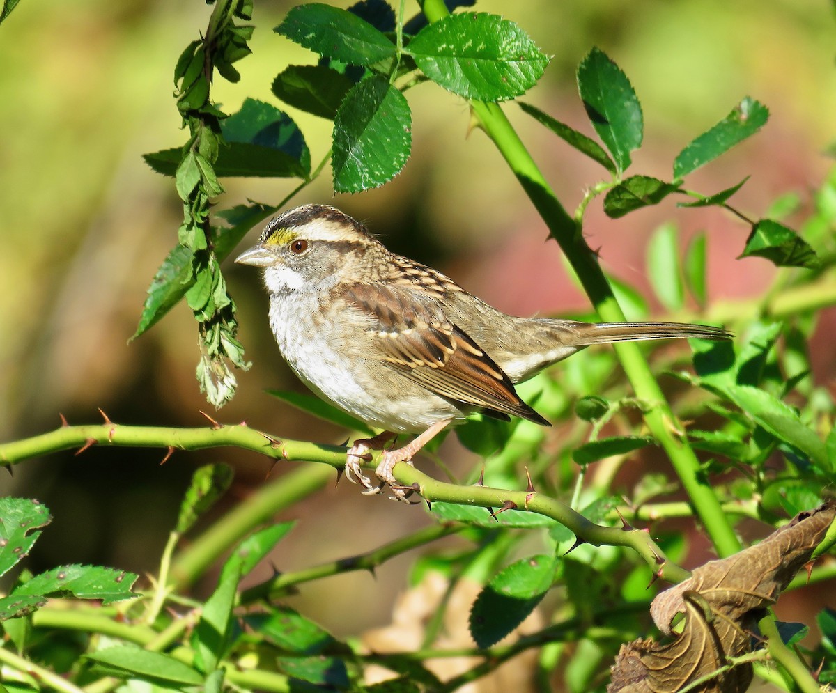 White-throated Sparrow - ML73117801