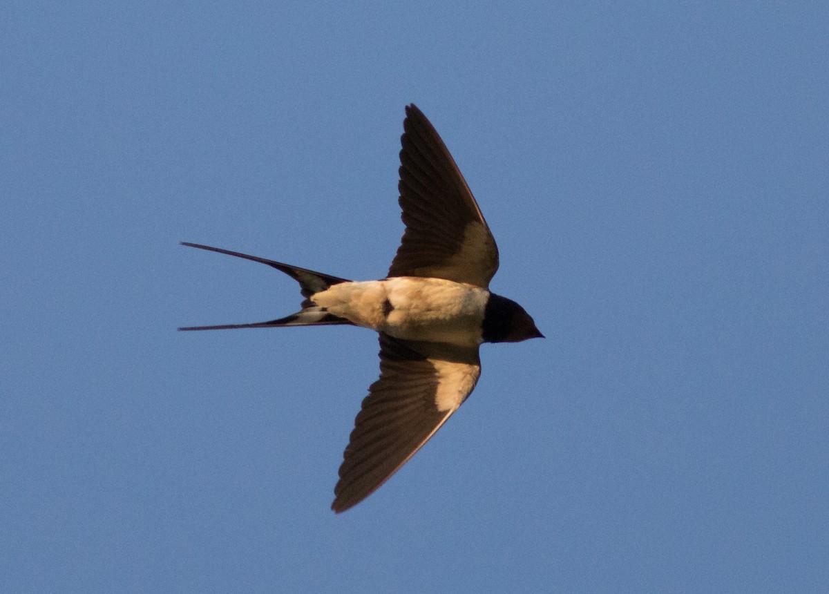 Barn Swallow - ML73119301