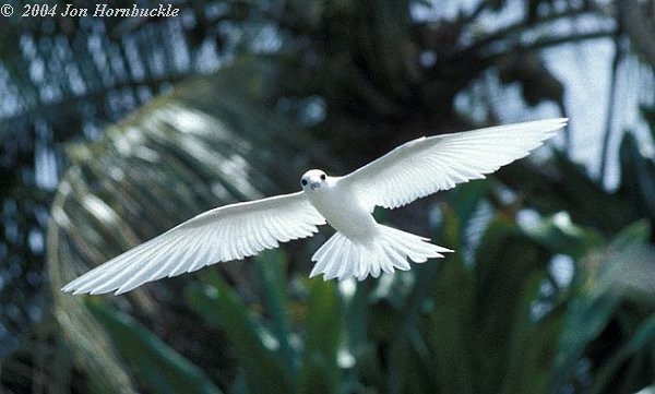 White Tern (Pacific) - ML731233