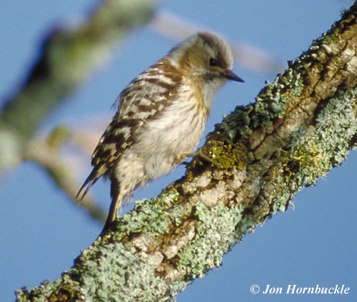 Japanese Pygmy Woodpecker - Jon Hornbuckle