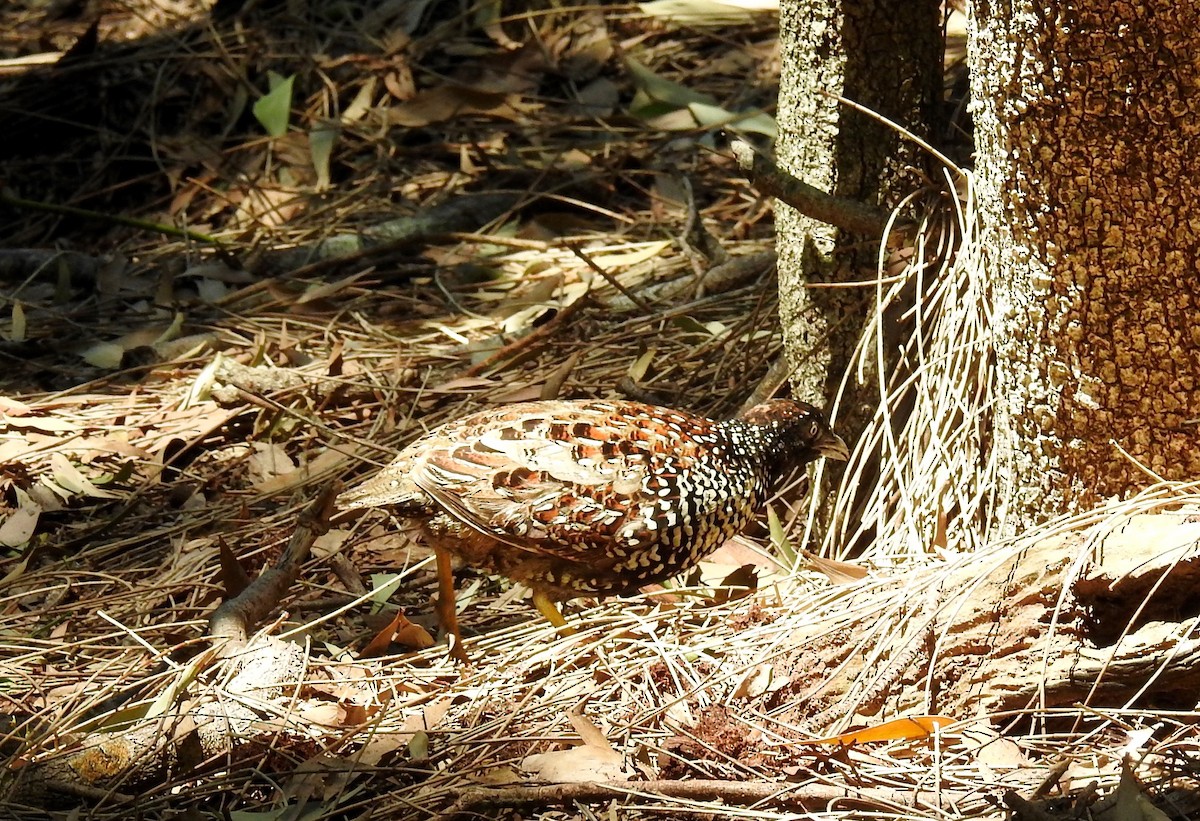 Black-breasted Buttonquail - ML73126891