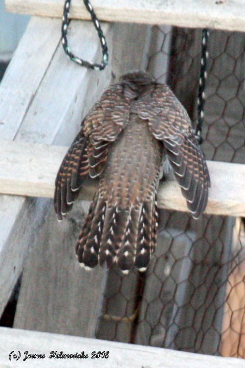 Common Cuckoo - ML73131451
