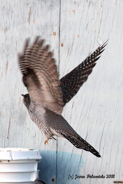 Common Cuckoo - ML73131461